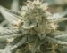 Crystalline trichomes containing raw thc a on a premium organic hemp flower
