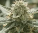 Crystalline trichomes containing raw thc a on a premium organic hemp flower