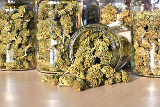 High-quality organic buds available at a premium cannabis dispensary near me
