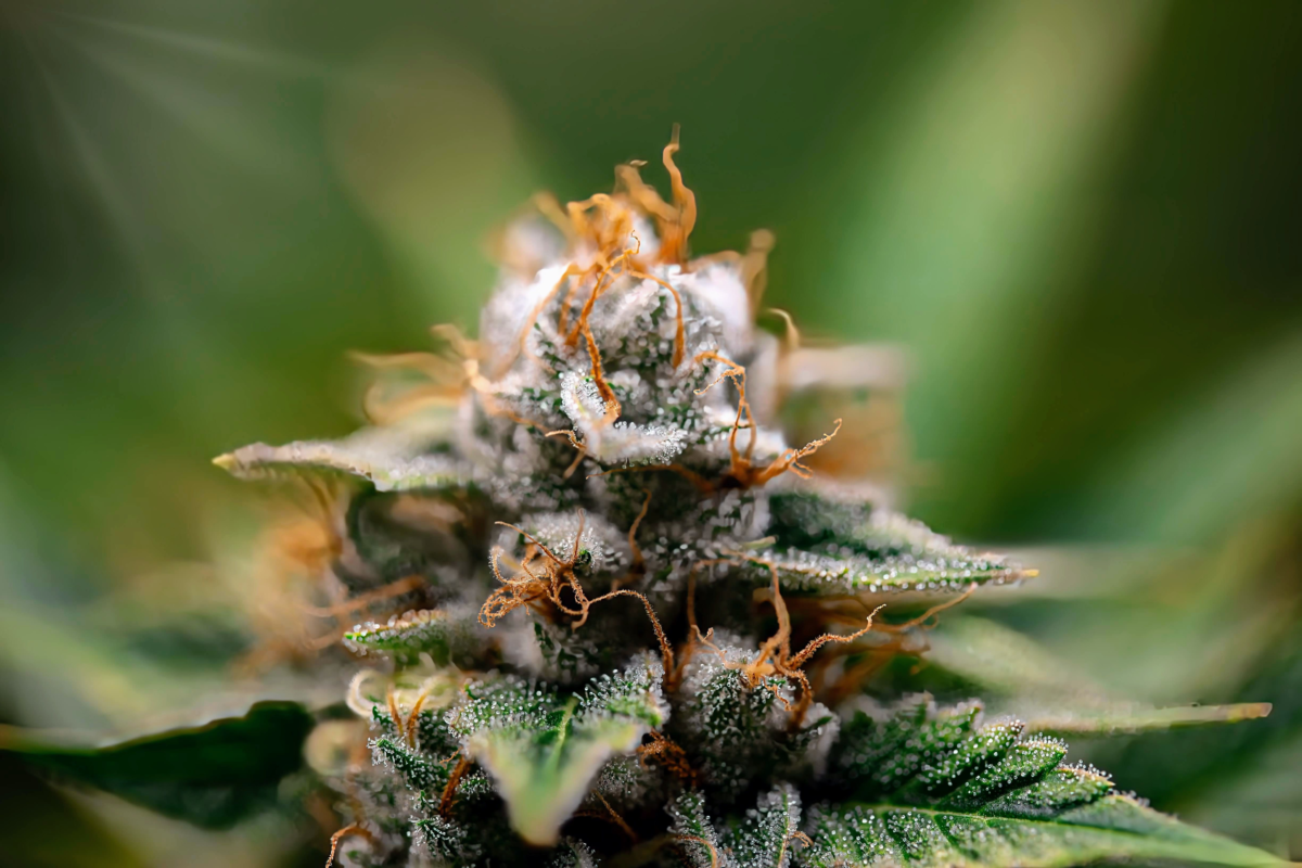 Premium flowers sourced directly from an elite online cannabis dispensary catalog.
