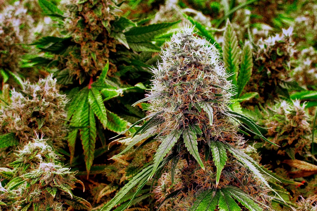 Crystalline trichomes containing raw thc a on a premium organic hemp flower